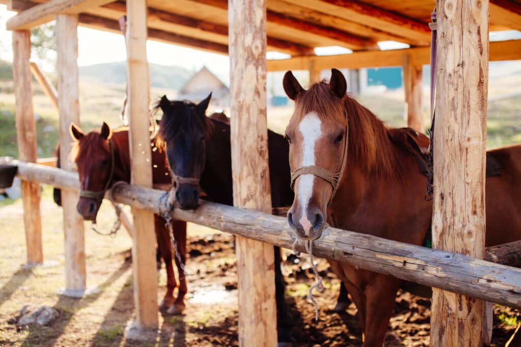 beautiful horses in stall