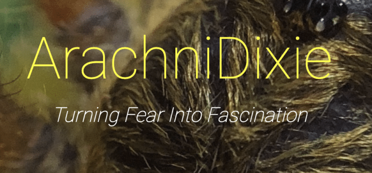 AraxhniDixie Logo f