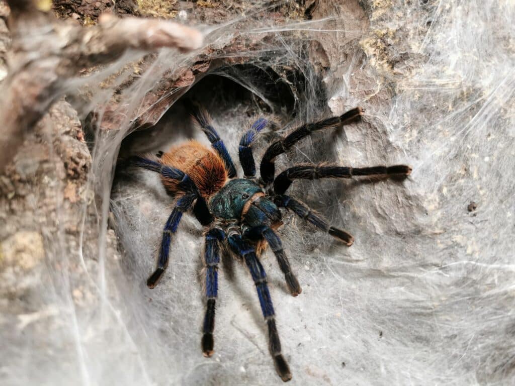 A close-up of a blue green tarantula (Chromatopelma cyaneopubescens)