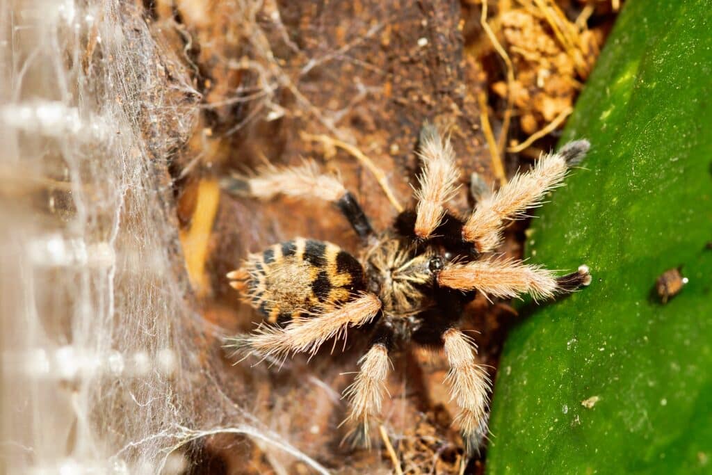 A closeup shot of a tarantula spider in a tarantula enclosure
