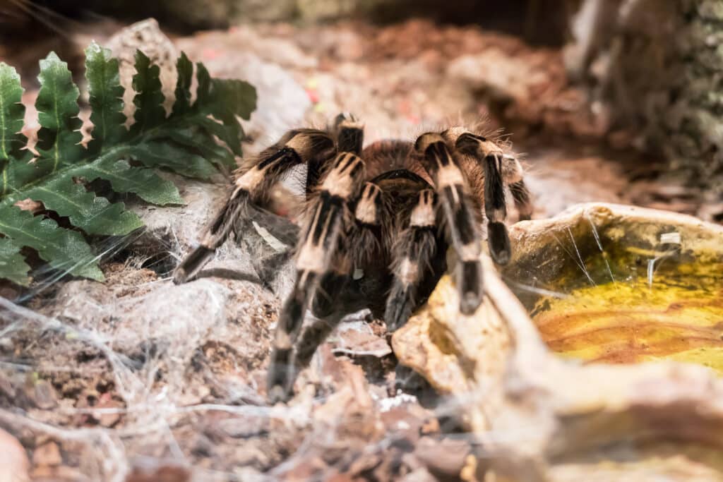 Large tarantula in an enclosure